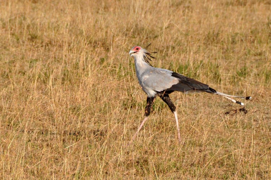 D:\DataFoto\Foto's - Reizen\2009-07-10 Kenia - Tanzania\04 MasaiMara\Best Of\KETA1020y.jpg