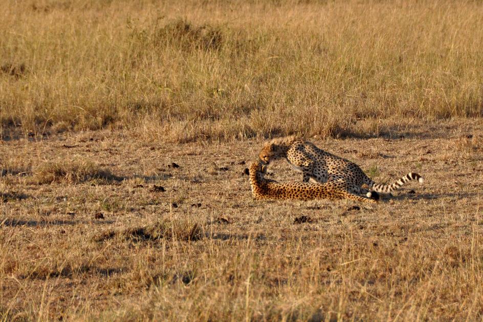 D:\DataFoto\Foto's - Reizen\2009-07-10 Kenia - Tanzania\04 MasaiMara\Best Of\KETA1067y.jpg