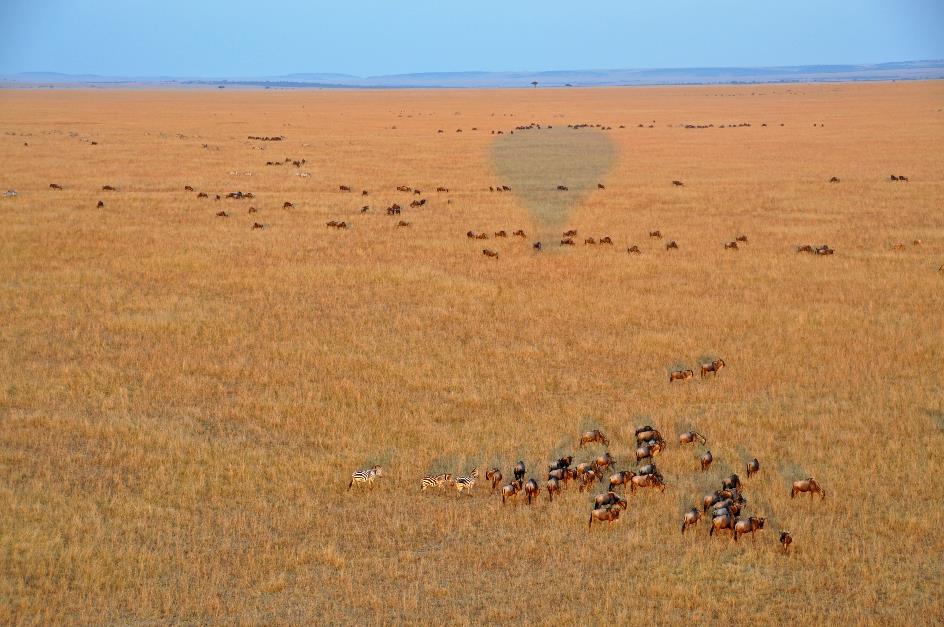 D:\DataFoto\Foto's - Reizen\2009-07-10 Kenia - Tanzania\04 MasaiMara\Best Of\KETA1151y.jpg