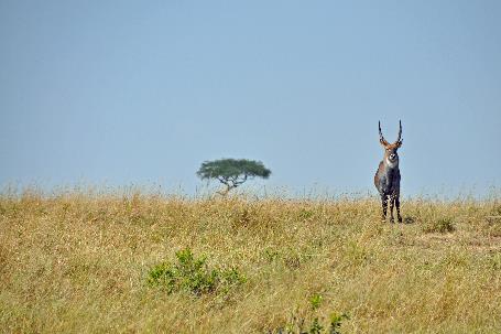 D:\DataFoto\Foto's - Reizen\2009-07-10 Kenia - Tanzania\04 MasaiMara\Best Of\KETA1268y.jpg