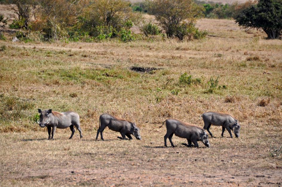 D:\DataFoto\Foto's - Reizen\2009-07-10 Kenia - Tanzania\04 MasaiMara\Best Of\KETA1231y.jpg