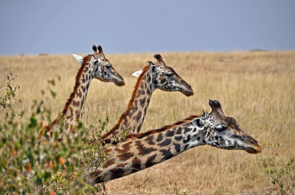 D:\DataFoto\Foto's - Reizen\2009-07-10 Kenia - Tanzania\04 MasaiMara\Best Of\KETA1331y.jpg