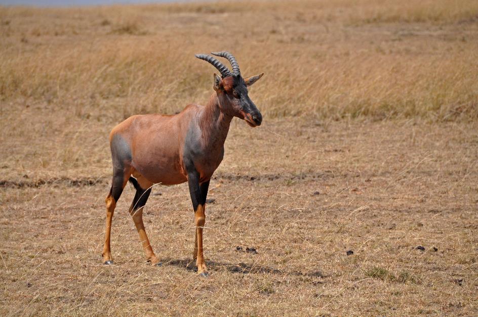 D:\DataFoto\Foto's - Reizen\2009-07-10 Kenia - Tanzania\04 MasaiMara\Best Of\KETA1334y.jpg