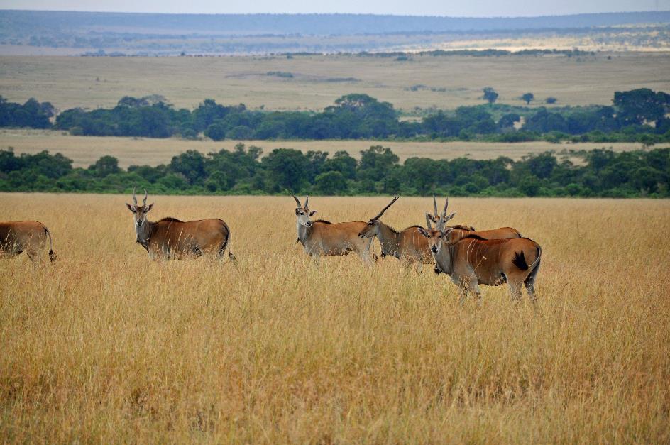 D:\DataFoto\Foto's - Reizen\2009-07-10 Kenia - Tanzania\04 MasaiMara\Best Of\KETA1408y.jpg