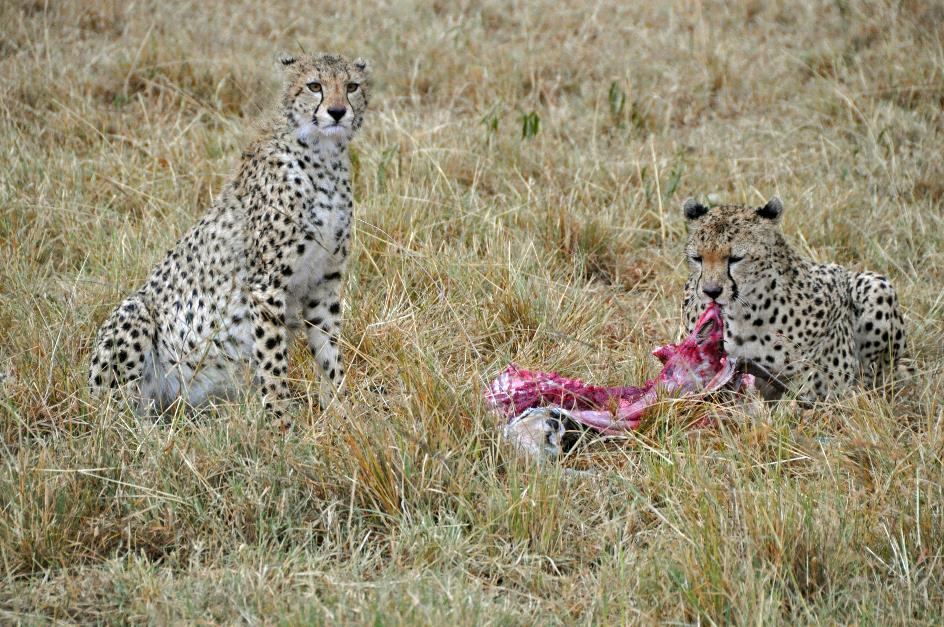 D:\DataFoto\Foto's - Reizen\2009-07-10 Kenia - Tanzania\04 MasaiMara\Best Of\KETA1489y.JPG