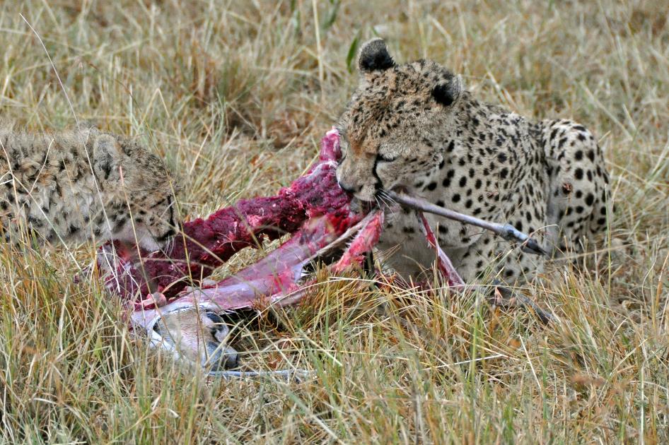 D:\DataFoto\Foto's - Reizen\2009-07-10 Kenia - Tanzania\04 MasaiMara\Best Of\KETA1471y.jpg