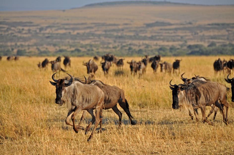 D:\DataFoto\Foto's - Reizen\2009-07-10 Kenia - Tanzania\04 MasaiMara\Best Of\KETA1503y.jpg