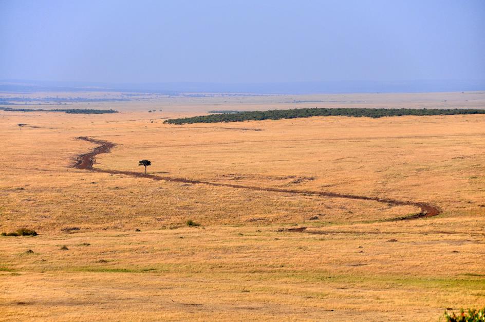 D:\DataFoto\Foto's - Reizen\2009-07-10 Kenia - Tanzania\04 MasaiMara\Best Of\KETA1575y.jpg