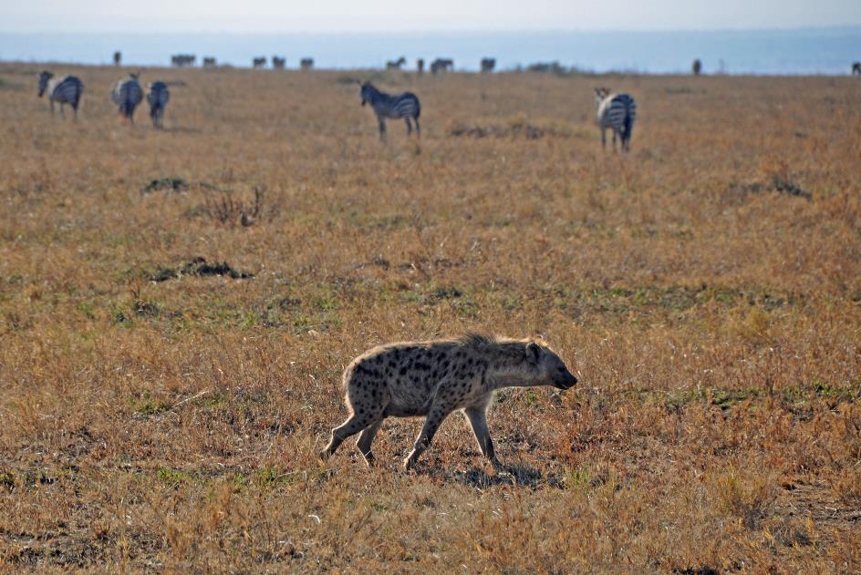 D:\DataFoto\Foto's - Reizen\2009-07-10 Kenia - Tanzania\05 Serengeti\Best Of\KETA1765y.jpg