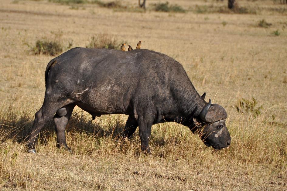 D:\DataFoto\Foto's - Reizen\2009-07-10 Kenia - Tanzania\05 Serengeti\Best Of\KETA1670y.jpg