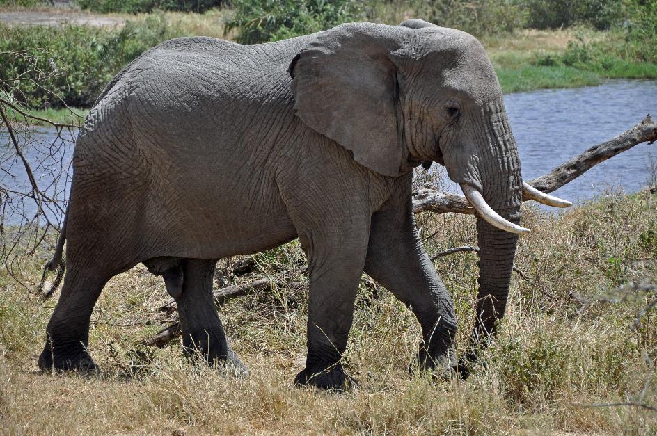 D:\DataFoto\Foto's - Reizen\2009-07-10 Kenia - Tanzania\05 Serengeti\Best Of\KETA1977y.jpg