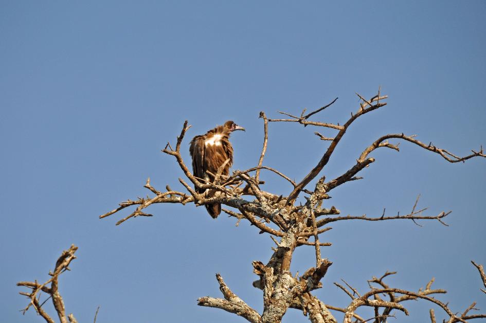 D:\DataFoto\Foto's - Reizen\2009-07-10 Kenia - Tanzania\05 Serengeti\Best Of\KETA2160y.jpg