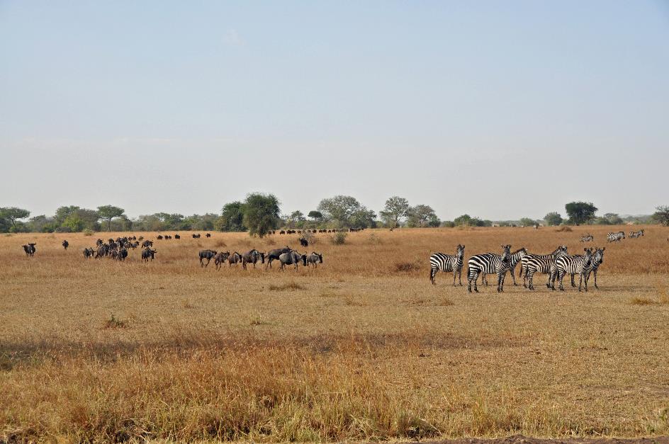 D:\DataFoto\Foto's - Reizen\2009-07-10 Kenia - Tanzania\05 Serengeti\Best Of\KETA1652y.jpg