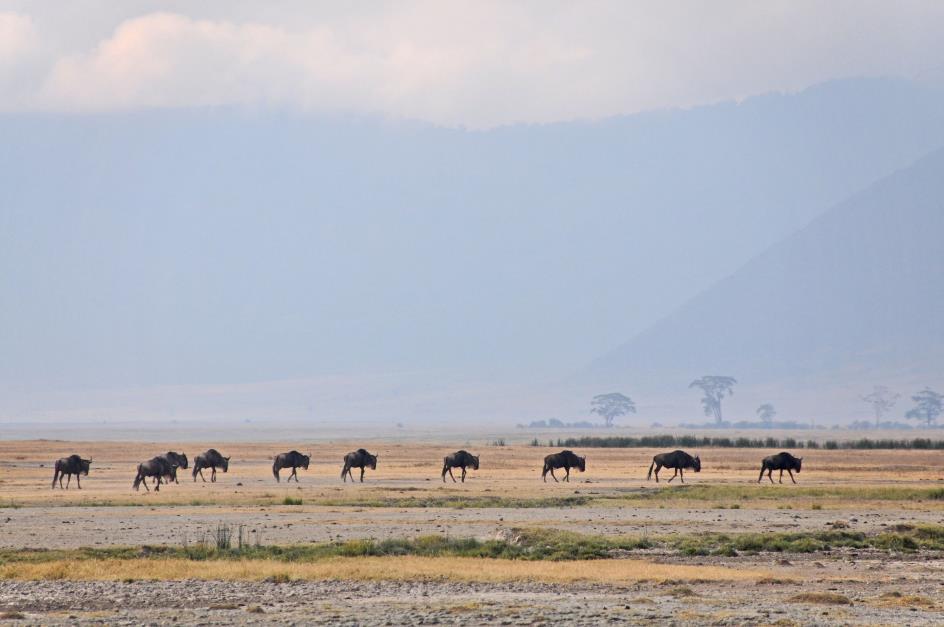 D:\DataFoto\Foto's - Reizen\2009-07-10 Kenia - Tanzania\06 Ngorongoro\Best Of\KETA2518y.jpg