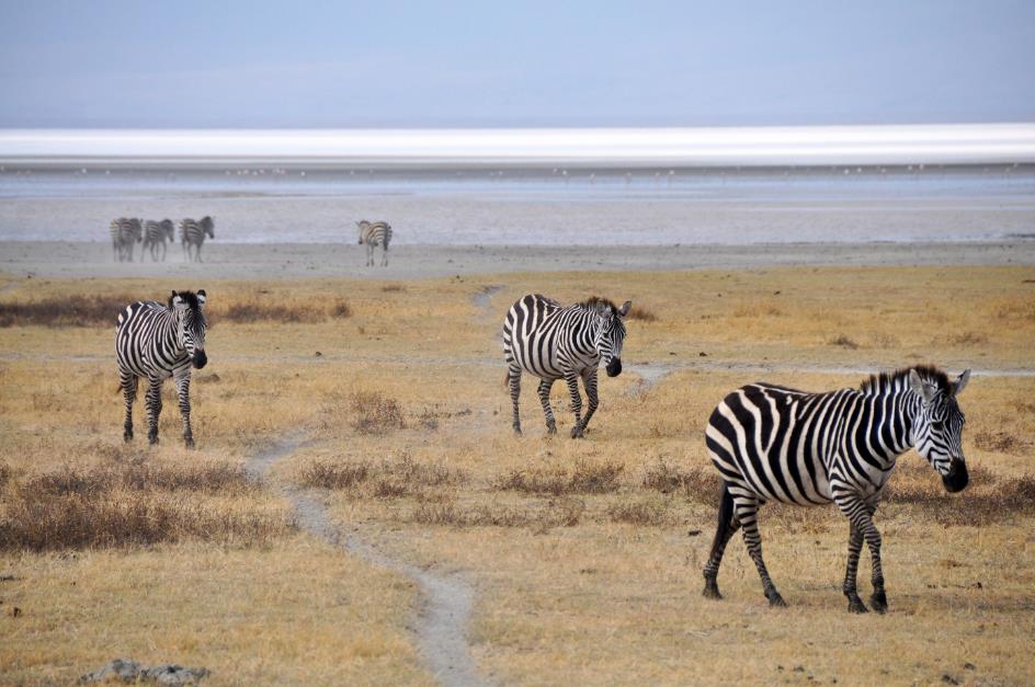 D:\DataFoto\Foto's - Reizen\2009-07-10 Kenia - Tanzania\06 Ngorongoro\Best Of\KETA2553y.jpg