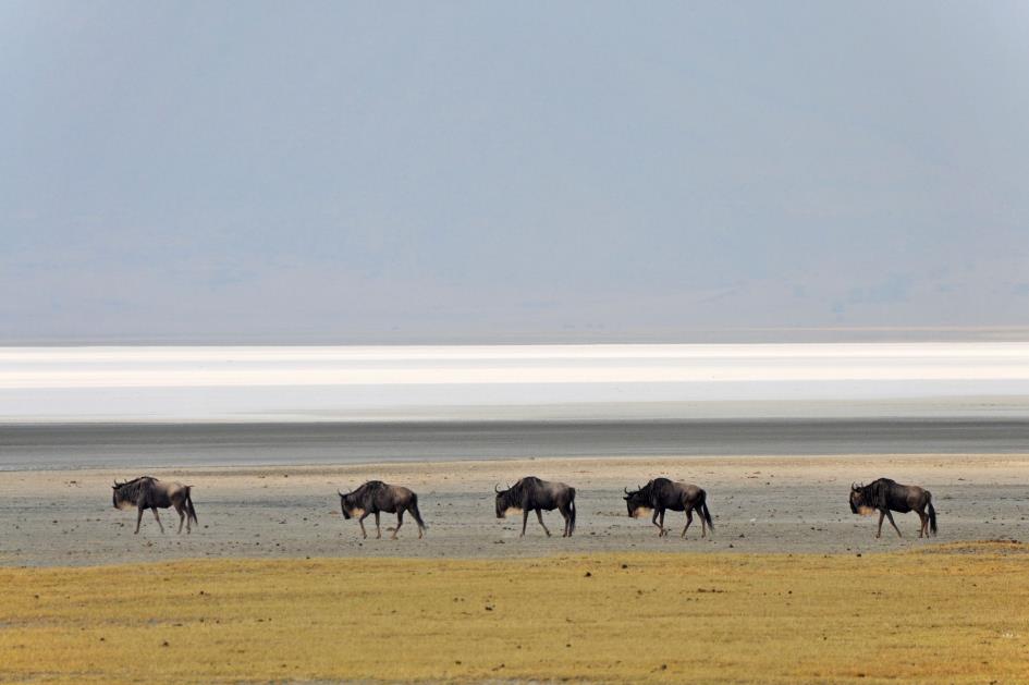 D:\DataFoto\Foto's - Reizen\2009-07-10 Kenia - Tanzania\06 Ngorongoro\Best Of\KETA2545y.jpg