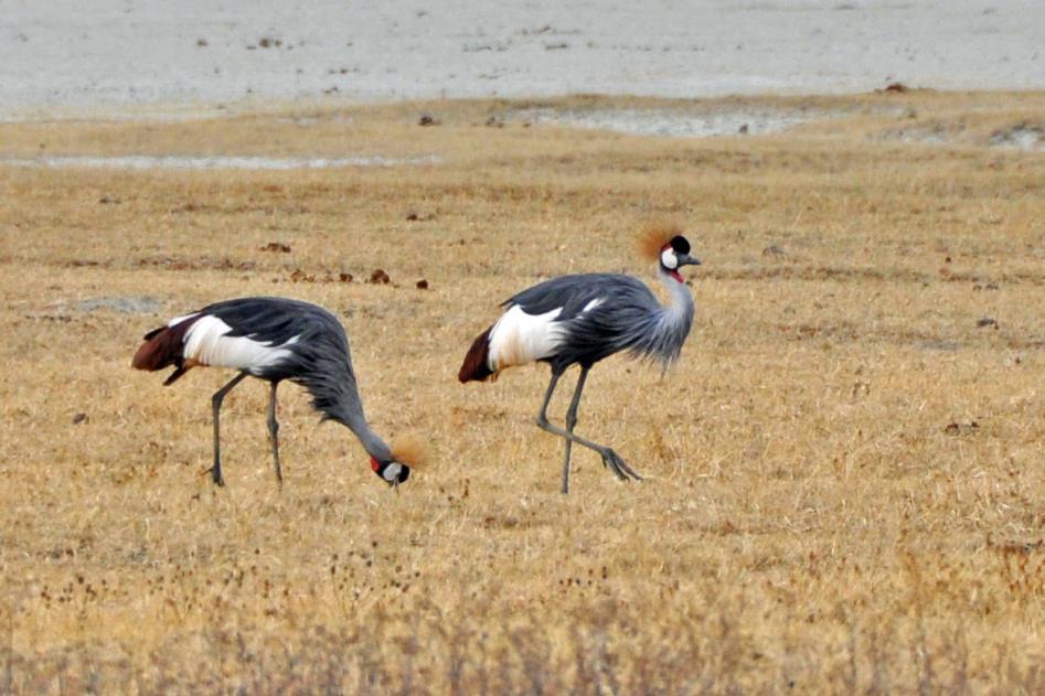 D:\DataFoto\Foto's - Reizen\2009-07-10 Kenia - Tanzania\06 Ngorongoro\Best Of\KETA2526y.jpg