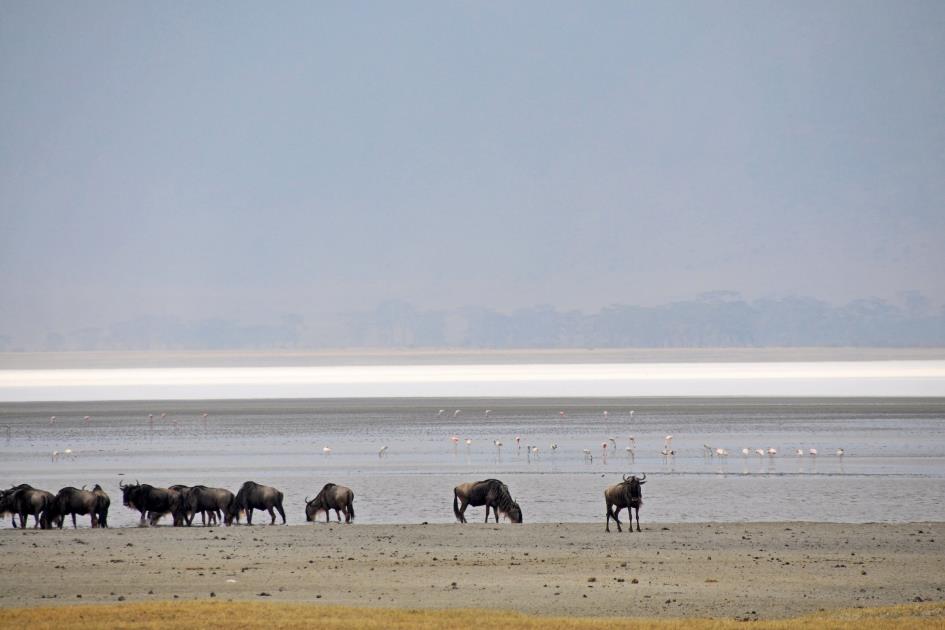 D:\DataFoto\Foto's - Reizen\2009-07-10 Kenia - Tanzania\06 Ngorongoro\Best Of\KETA2564y.jpg