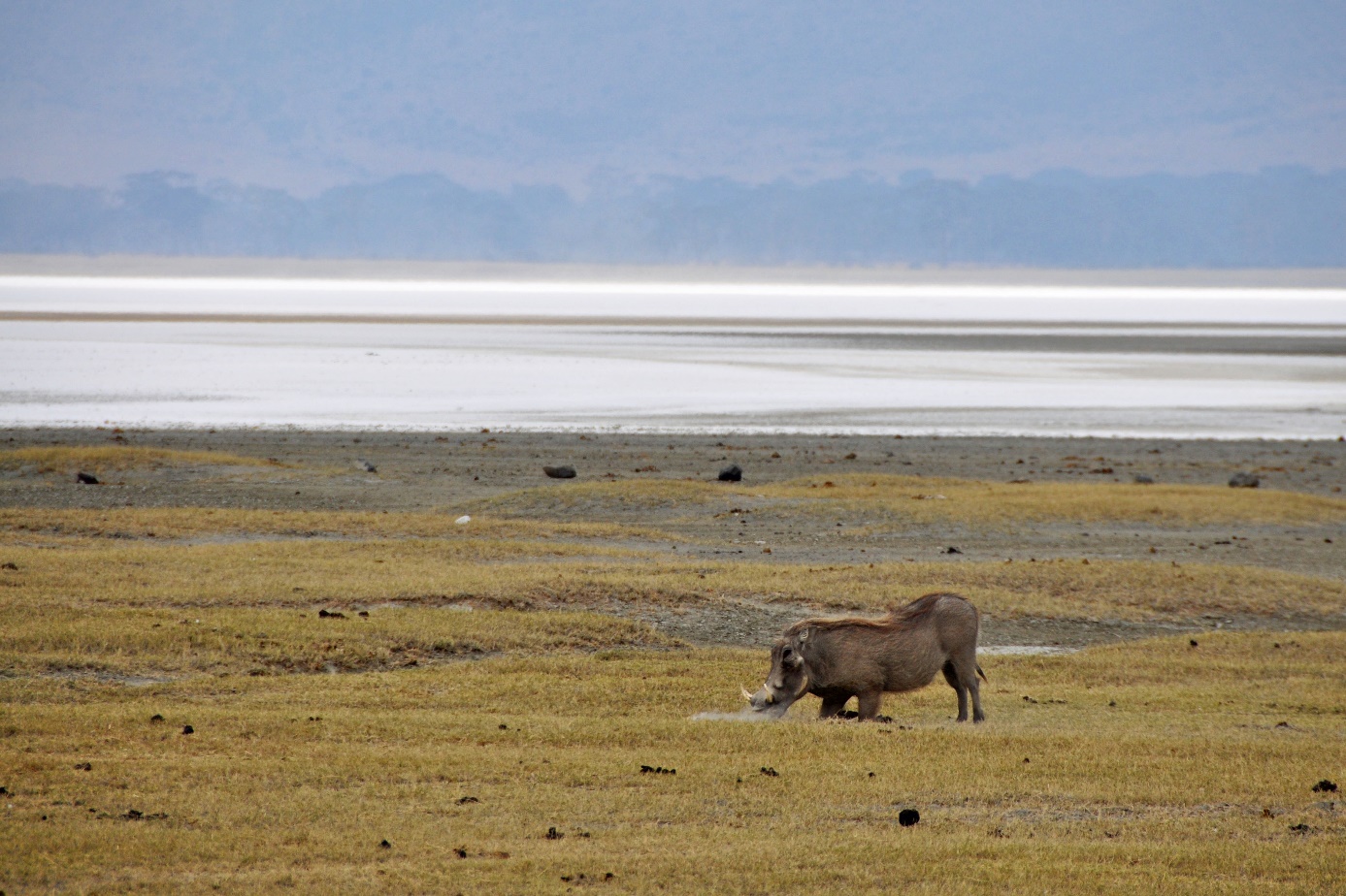 D:\DataFoto\Foto's - Reizen\2009-07-10 Kenia - Tanzania\06 Ngorongoro\Best Of\KETA2571y.jpg