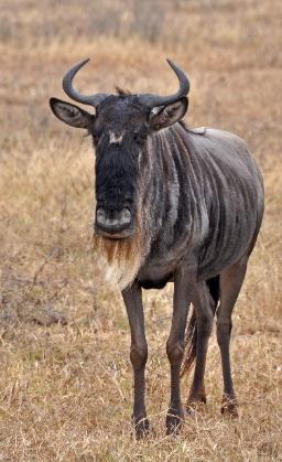 D:\DataFoto\Foto's - Reizen\2009-07-10 Kenia - Tanzania\06 Ngorongoro\Best Of\KETA2666y.jpg