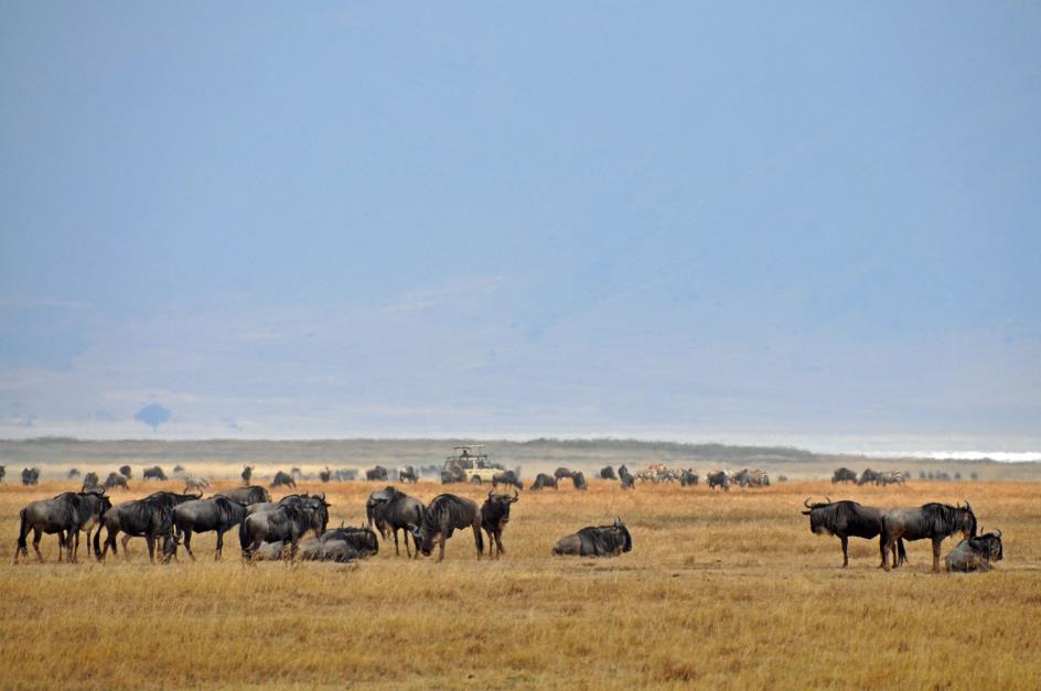 D:\DataFoto\Foto's - Reizen\2009-07-10 Kenia - Tanzania\06 Ngorongoro\Best Of\KETA2660y.jpg