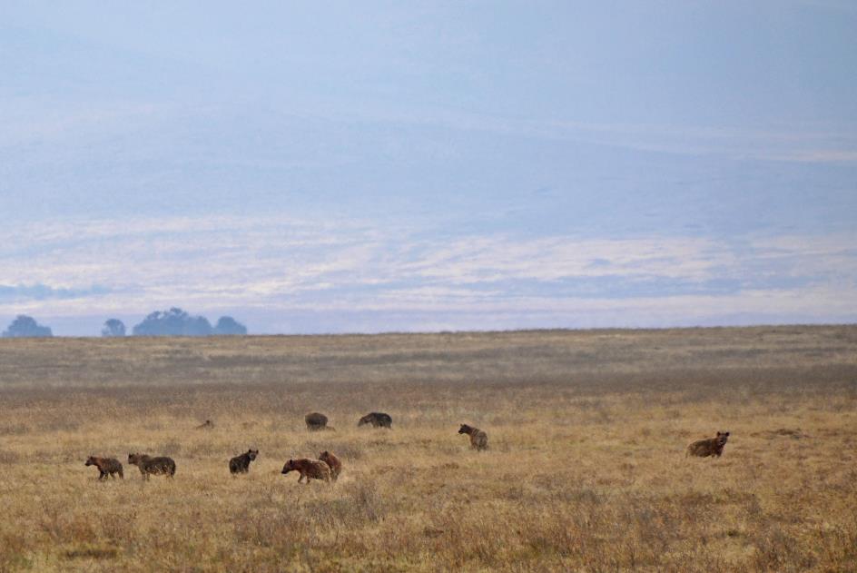 D:\DataFoto\Foto's - Reizen\2009-07-10 Kenia - Tanzania\06 Ngorongoro\Best Of\KETA2671y.jpg