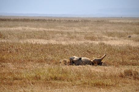 D:\DataFoto\Foto's - Reizen\2009-07-10 Kenia - Tanzania\06 Ngorongoro\Best Of\KETA2739y.jpg