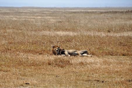 D:\DataFoto\Foto's - Reizen\2009-07-10 Kenia - Tanzania\06 Ngorongoro\Best Of\KETA2751y.jpg