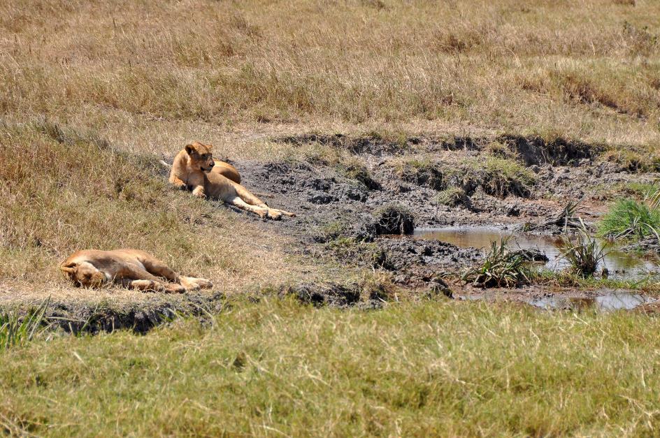 D:\DataFoto\Foto's - Reizen\2009-07-10 Kenia - Tanzania\06 Ngorongoro\Best Of\KETA2732y.jpg