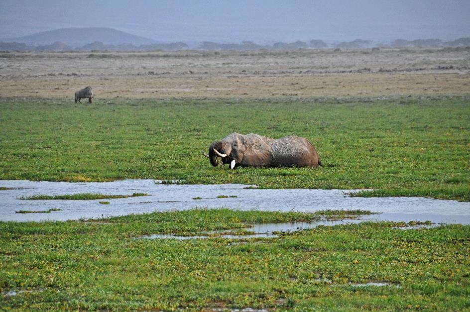 D:\DataFoto\Foto's - Reizen\2009-07-10 Kenia - Tanzania\08 Amboseli\Best Of\KETA3223y.jpg