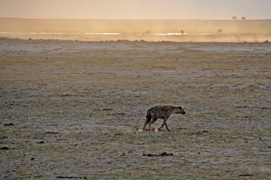 D:\DataFoto\Foto's - Reizen\2009-07-10 Kenia - Tanzania\08 Amboseli\Best Of\KETA3236y.jpg