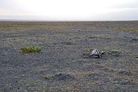 D:\DataFoto\Foto's - Reizen\2009-07-10 Kenia - Tanzania\08 Amboseli\Best Of\KETA3284y.jpg