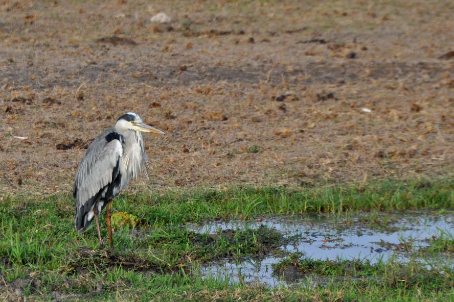 D:\DataFoto\Foto's - Reizen\2009-07-10 Kenia - Tanzania\08 Amboseli\Best Of\KETA3297y.jpg