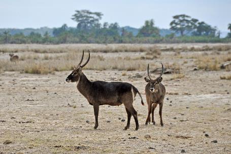 D:\DataFoto\Foto's - Reizen\2009-07-10 Kenia - Tanzania\08 Amboseli\Best Of\KETA3423y.jpg