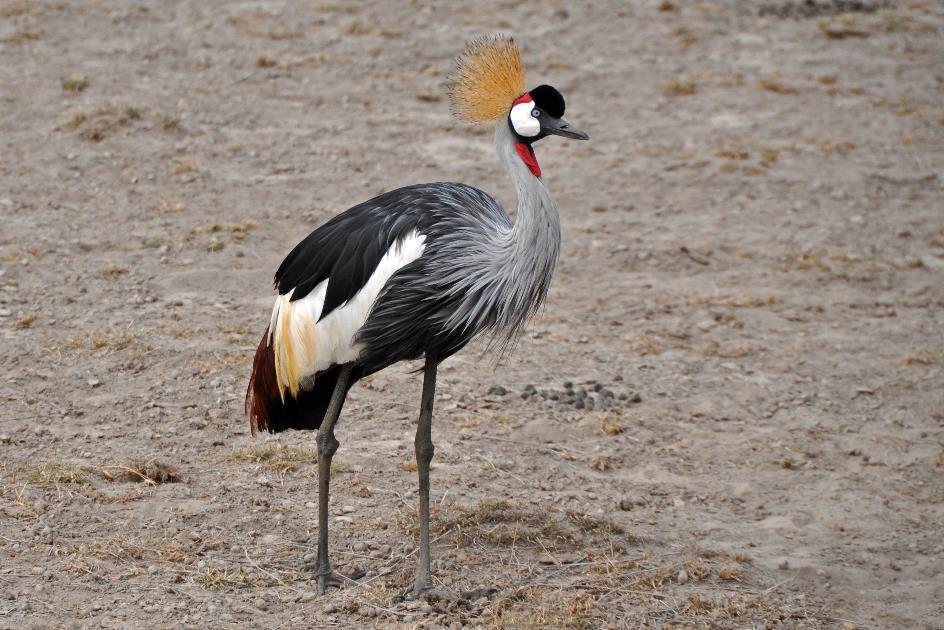 D:\DataFoto\Foto's - Reizen\2009-07-10 Kenia - Tanzania\08 Amboseli\Best Of\KETA3418y.jpg