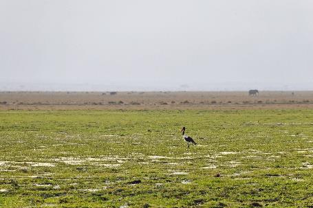 D:\DataFoto\Foto's - Reizen\2009-07-10 Kenia - Tanzania\08 Amboseli\Best Of\KETA3361y.jpg