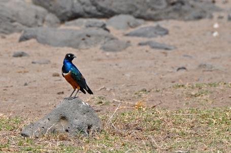 D:\DataFoto\Foto's - Reizen\2009-07-10 Kenia - Tanzania\08 Amboseli\Best Of\KETA3486y.jpg