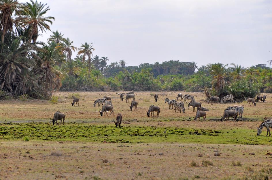 D:\DataFoto\Foto's - Reizen\2009-07-10 Kenia - Tanzania\08 Amboseli\Best Of\KETA3493y.jpg