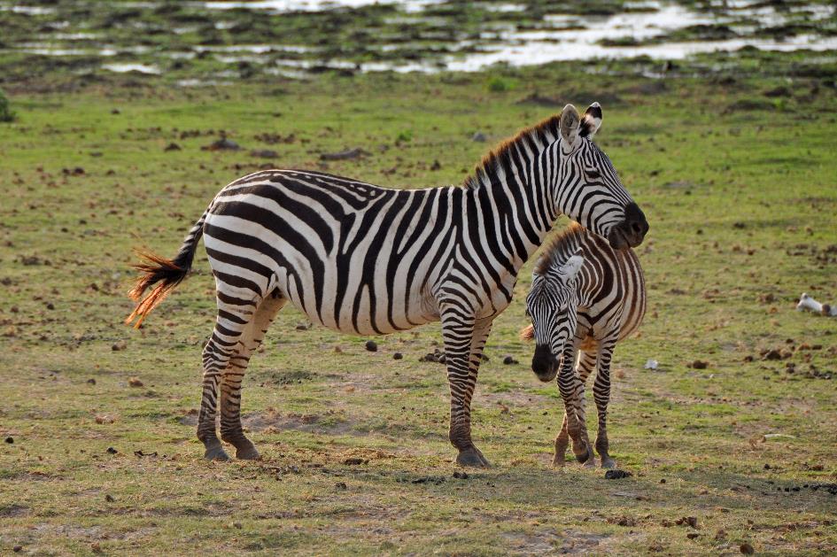 D:\DataFoto\Foto's - Reizen\2009-07-10 Kenia - Tanzania\08 Amboseli\Best Of\KETA3540y.jpg