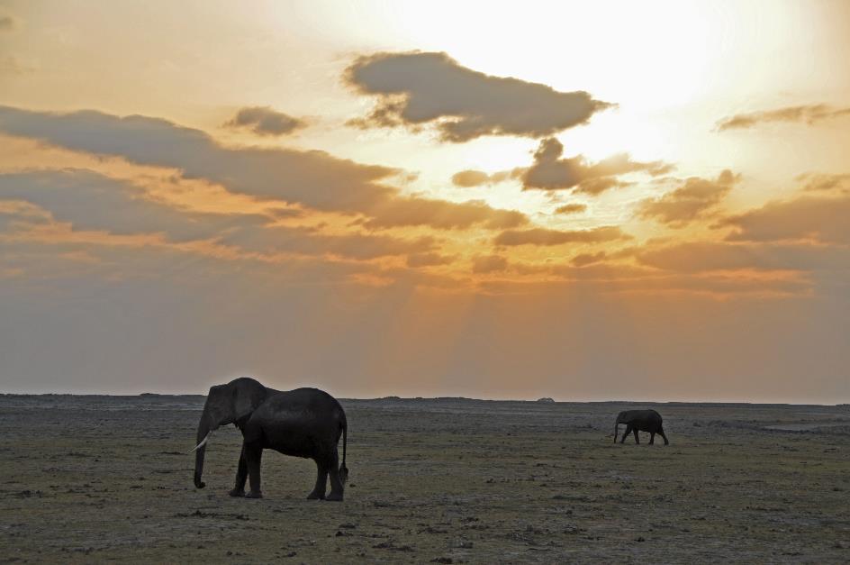 D:\DataFoto\Foto's - Reizen\2009-07-10 Kenia - Tanzania\08 Amboseli\Best Of\KETA3573y.jpg