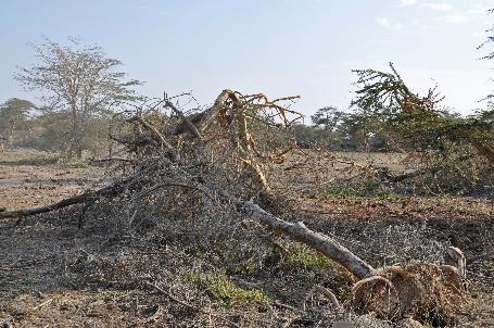 D:\DataFoto\Foto's - Reizen\2009-07-10 Kenia - Tanzania\08 Amboseli\Best Of\KETA3605y.jpg