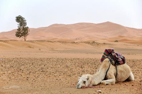 D:\DataFoto\Foto's - Reizen\2011-04-10 Marokko\10 Erg Chebbi\Best Of\MROK0943y.jpg