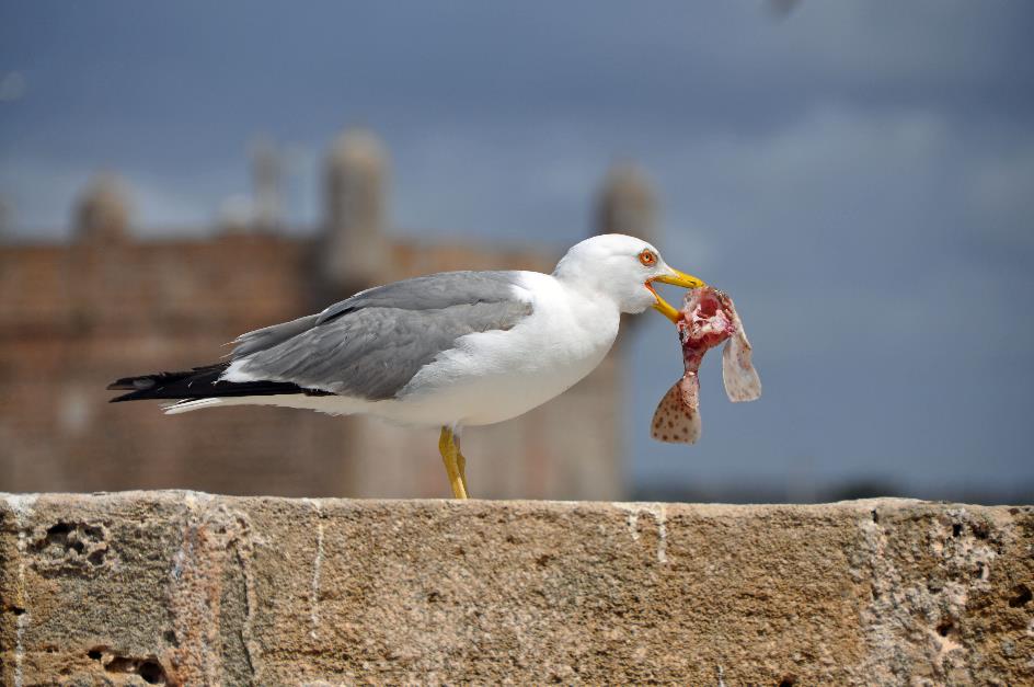 D:\DataFoto\Foto's - Reizen\2011-04-10 Marokko\20 Essaouira\Best Of\MROK2401y.jpg