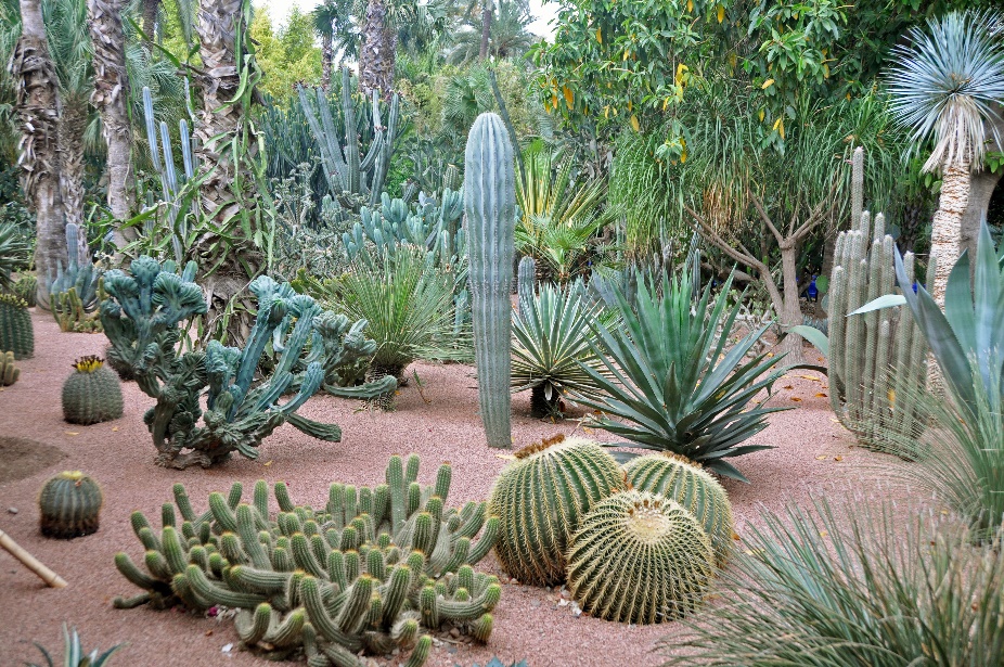 D:\DataFoto\Foto's - Reizen\2011-04-10 Marokko\21 Marrakesh\Best Of\04 Jardin Majorelle\MROK2685y.jpg