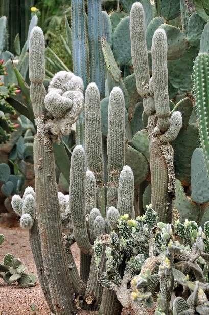 D:\DataFoto\Foto's - Reizen\2011-04-10 Marokko\21 Marrakesh\Best Of\04 Jardin Majorelle\MROK2692y.jpg