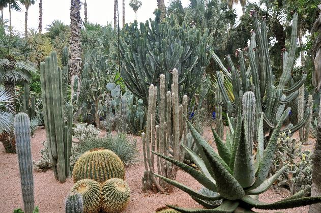 D:\DataFoto\Foto's - Reizen\2011-04-10 Marokko\21 Marrakesh\Best Of\04 Jardin Majorelle\MROK2680y.jpg