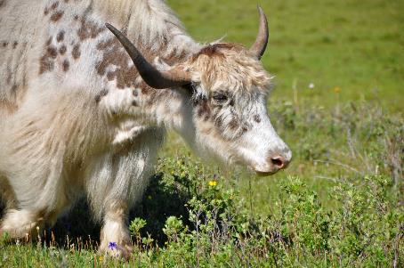 D:\DataFoto\Foto's - Reizen\2013-07-08 Mongolie\03 - Tsaatan\MONG1155y.jpg