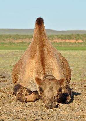 D:\DataFoto\Foto's - Reizen\2013-07-08 Mongolie\09 - Kamelenkweker\MONG1851y.jpg