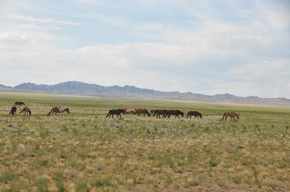 D:\DataFoto\Foto's - Reizen\2013-07-08 Mongolie\10 - Gobi 2\MONG1997.JPG