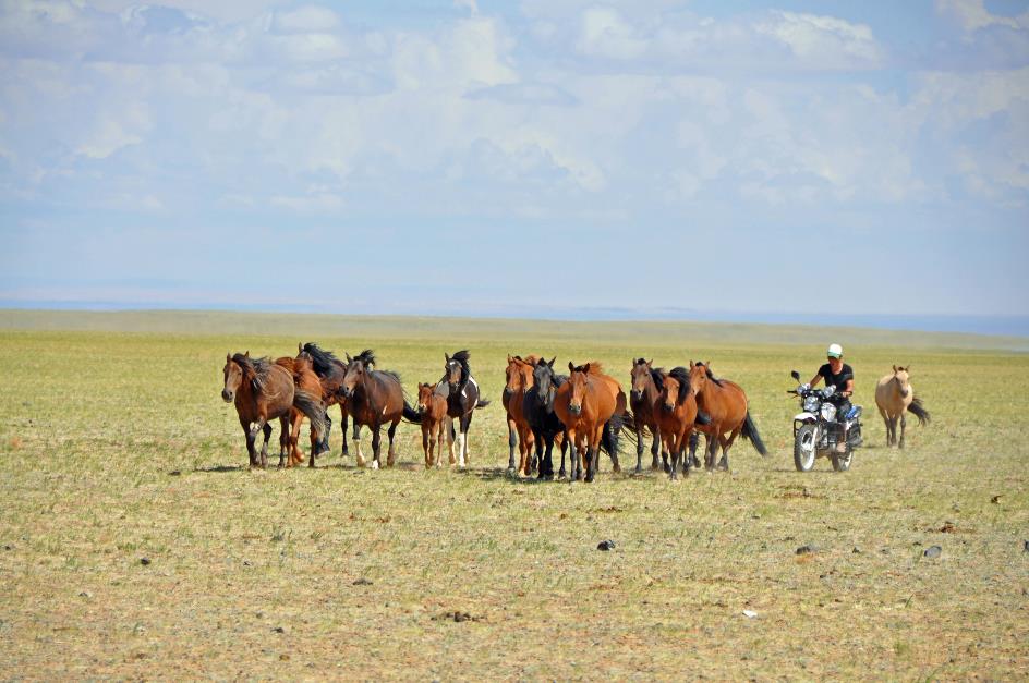 D:\DataFoto\Foto's - Reizen\2013-07-08 Mongolie\13 - Paardenkweker\MONG2316y.jpg